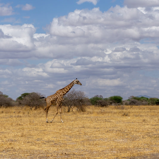 Rebelldesign goes Tanzania